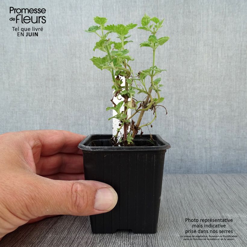 Spécimen de Nepeta cataria Citriodora - Chataire citron. Godet de 8/9 cm tel que livré en été