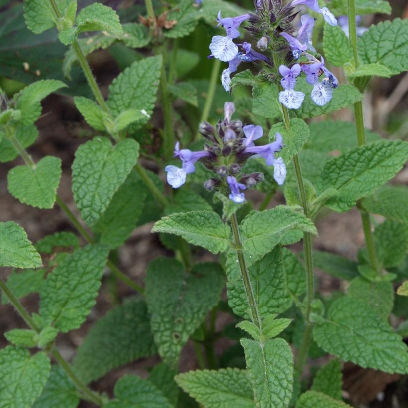 Chataire de l'Himalaya - Nepeta clarkei (Feuillage)