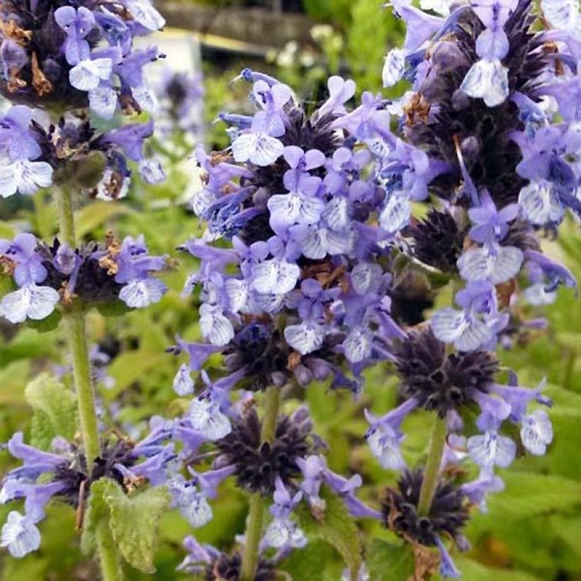 Chataire de l'Himalaya - Nepeta clarkei (Floraison)