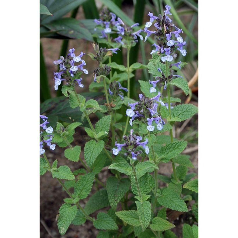 Chataire de l'Himalaya - Nepeta clarkei (Port)