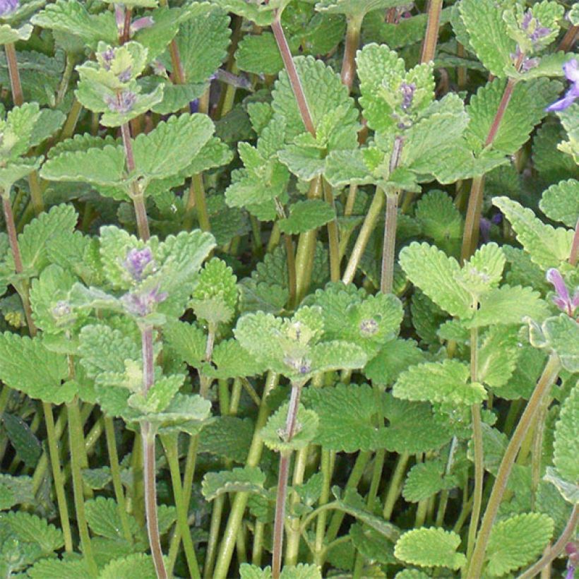 Nepeta faassenii - Népéta hybride (Feuillage)