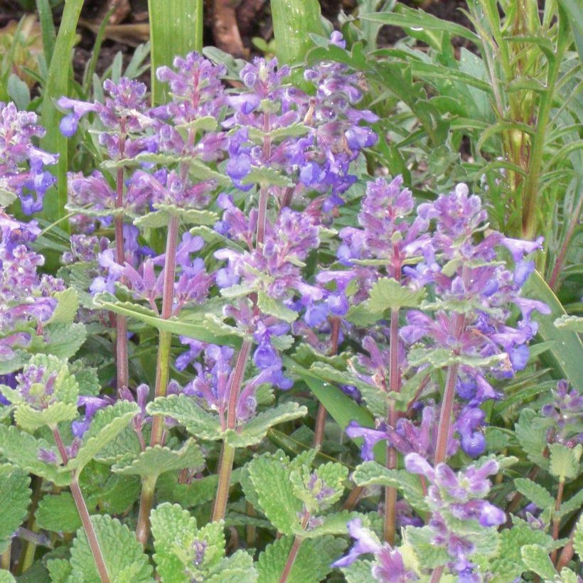 Nepeta faassenii - Népéta hybride (Floraison)