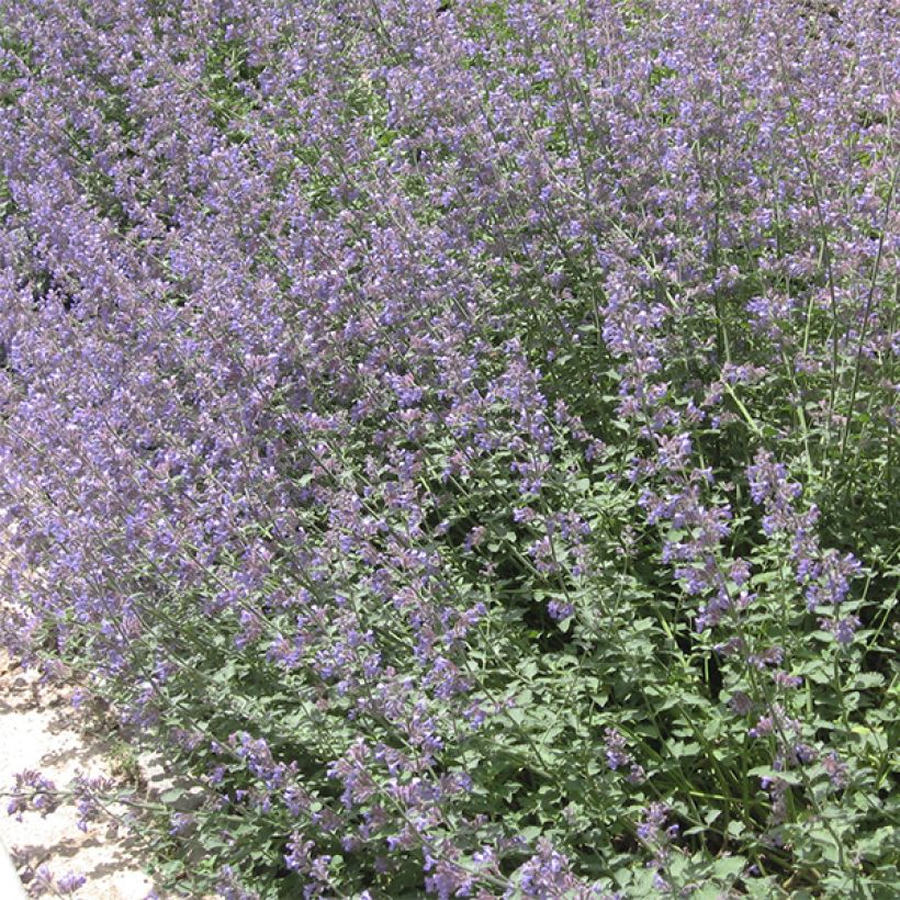 Nepeta faassenii - Népéta hybride (Port)