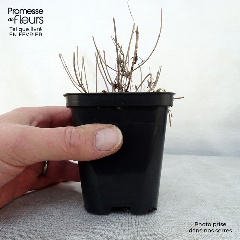 Spécimen de Nepeta faassenii - Népéta hybride tel que livré en hiver