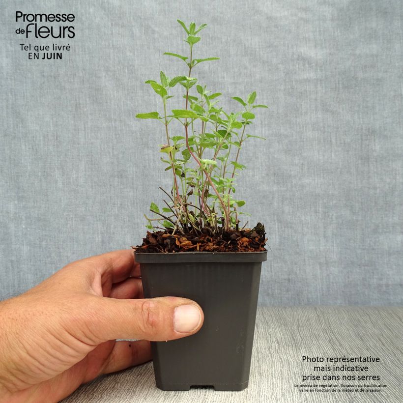 Spécimen de Nepeta faassenii - Népéta hybride Godet de 8/9 cm tel que livré en été