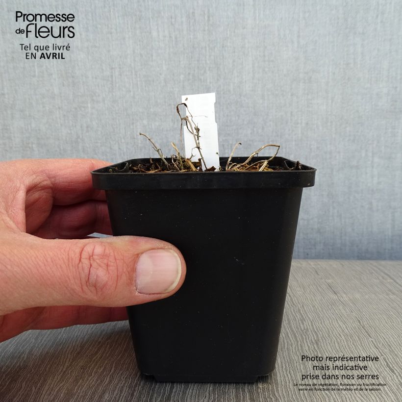 Spécimen de Nepeta faassenii - Népéta hybride Godet de 9cm tel que livré au printemps