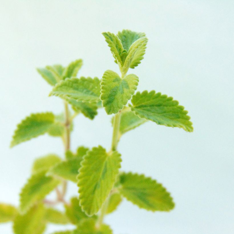 Nepeta faassenii Six Hill Giant Gold (Feuillage)