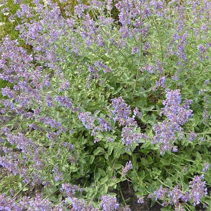 Nepeta faassenii Six Hill Giant Gold (Floraison)