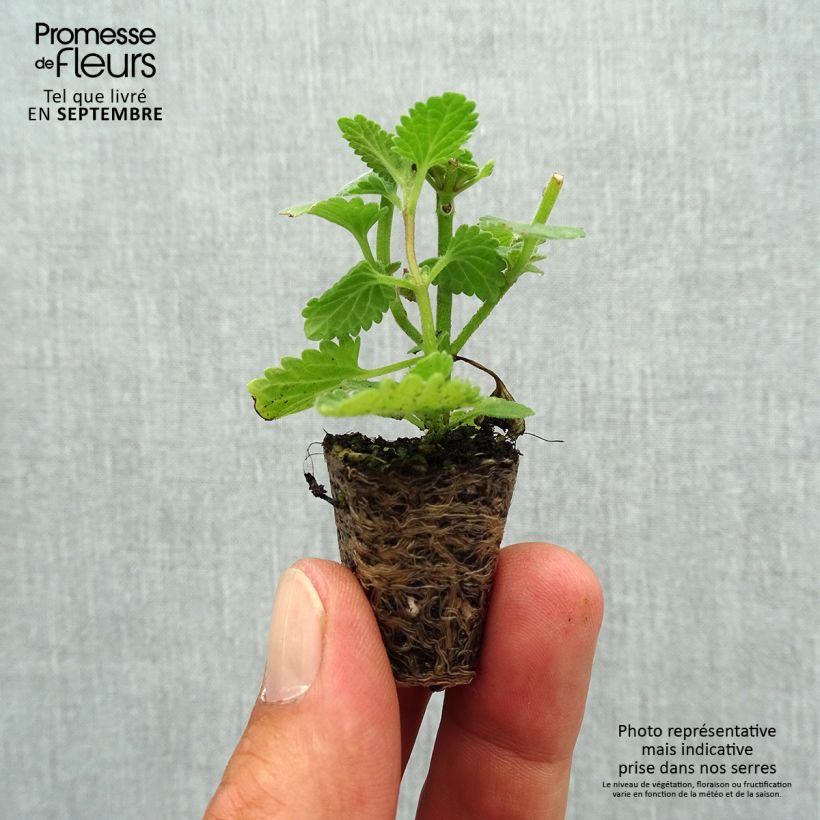 Spécimen de Nepeta faassenii Six Hill s Giant Mini-motte Ø 1,5/2,5 cm tel que livré en automne