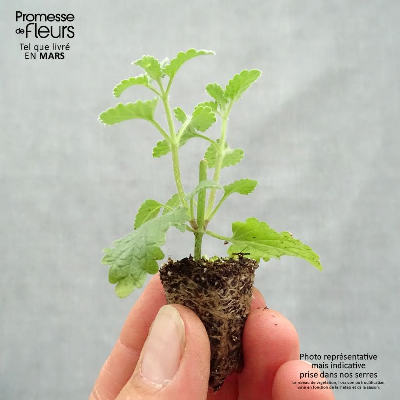 Spécimen de Nepeta faassenii Six Hill s Giant Mini-motte Ø 1,5/2,5 cm tel que livré au printemps