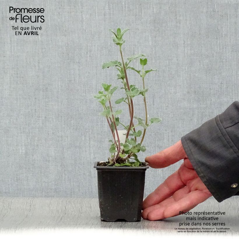 Spécimen de Nepeta faassenii Six Hill s Giant en godet de 9 cm tel que livré au printemps