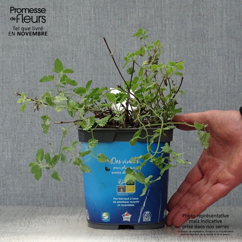 Spécimen de Nepeta faassenii Six Hill s Giant Pot de 2L/3L tel que livré en automne