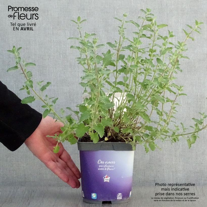 Spécimen de Nepeta faassenii Six Hill s Giant en pot de 2/3 litres tel que livré au printemps