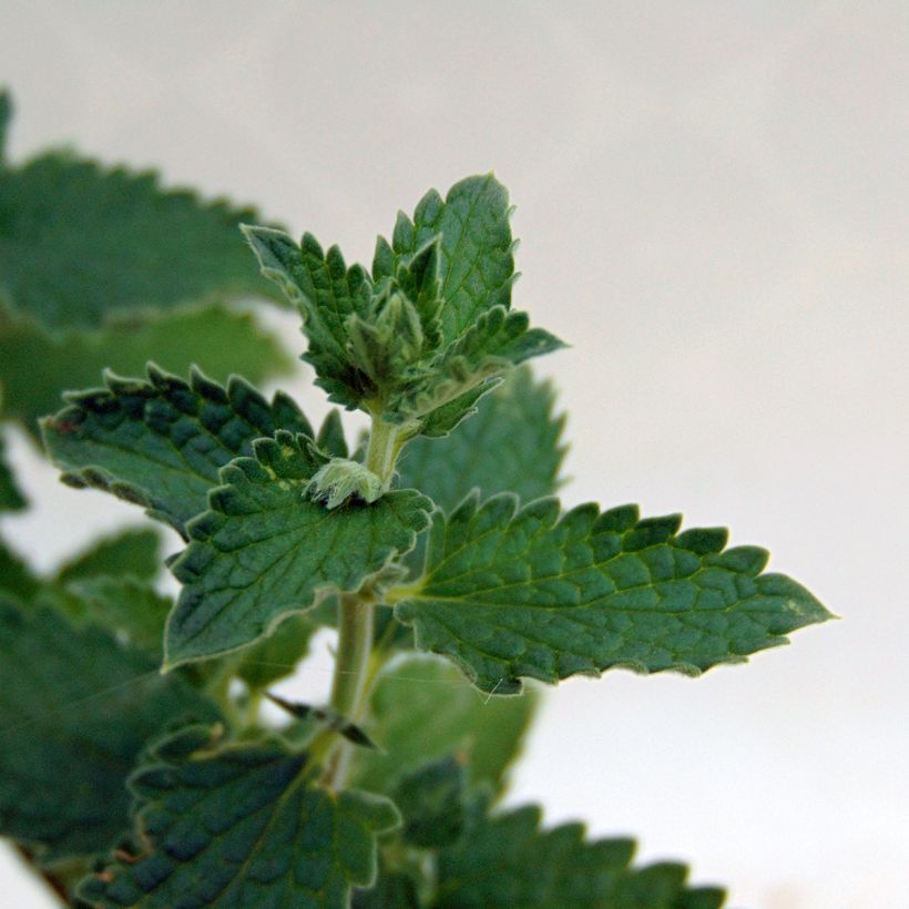 Nepeta faassenii Walker's Low (Feuillage)