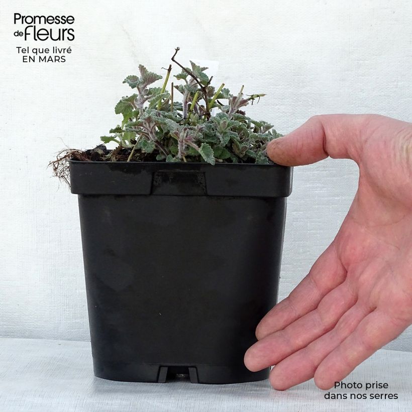 Spécimen de Nepeta faassenii Walker's Low en pot de 2/3 litres tel que livré au printemps