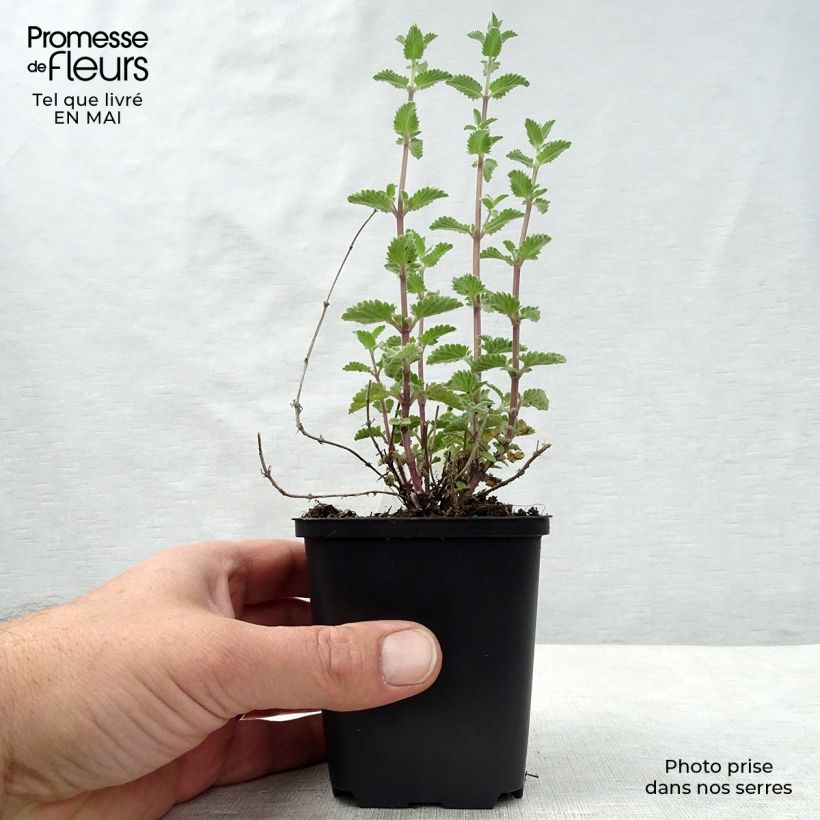 Spécimen de Nepeta faassenii Walker's Low en godet de 9 cm tel que livré au printemps