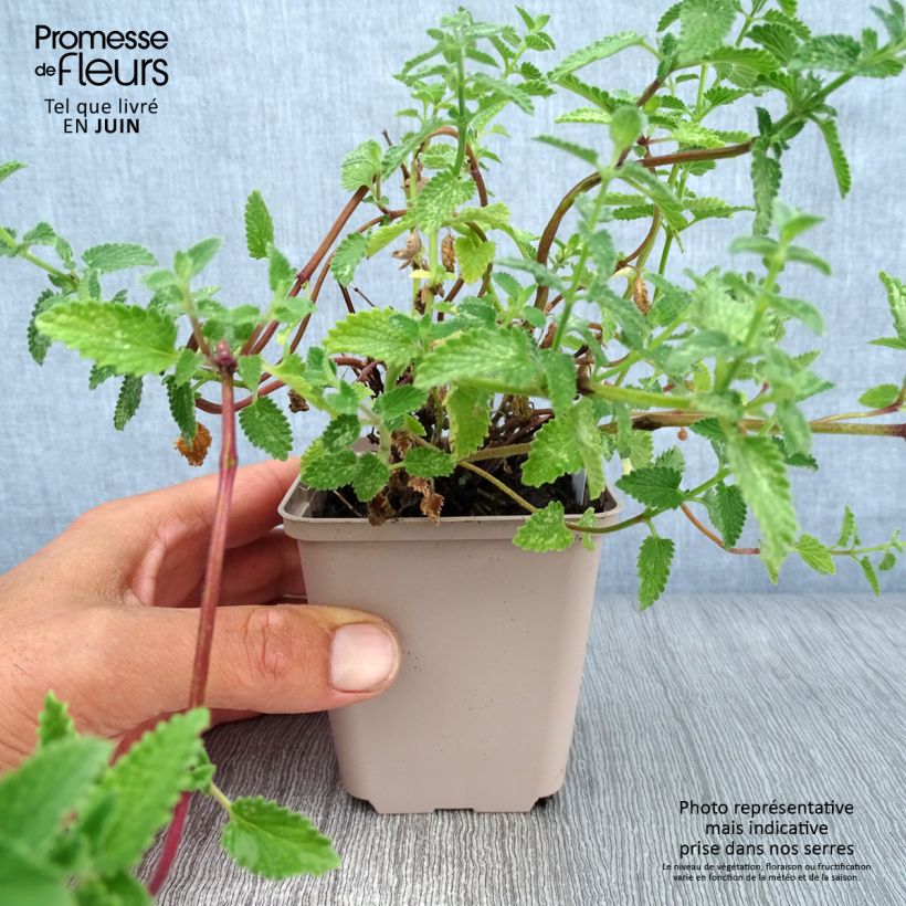 Spécimen de Nepeta faassenii Walker's Low Godet de 8/9 cm tel que livré en été