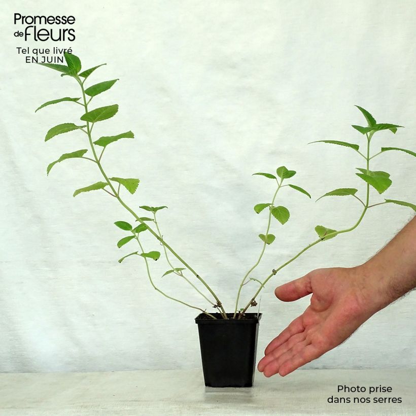 Spécimen de Nepeta govaniana Godet de 8/9 cm tel que livré en été