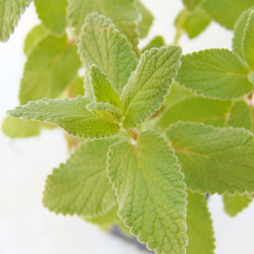 Nepeta grandiflora Bramdean (Feuillage)