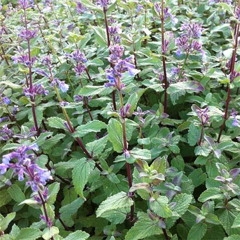 Nepeta grandiflora Bramdean (Floraison)