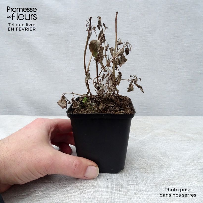 Spécimen de Nepeta grandiflora Bramdean tel que livré en hiver
