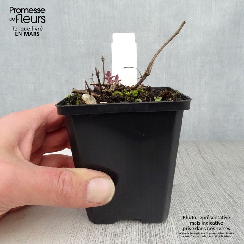 Spécimen de Nepeta grandiflora Bramdean Godet de 9cm tel que livré au printemps