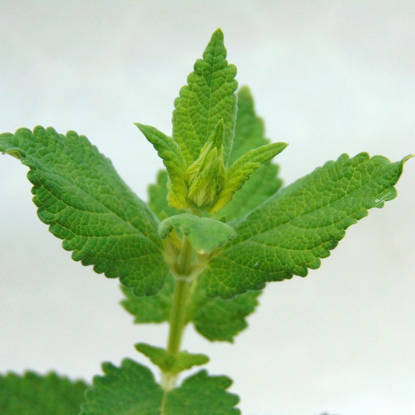 Nepeta grandiflora Dawn to Dusk (Feuillage)