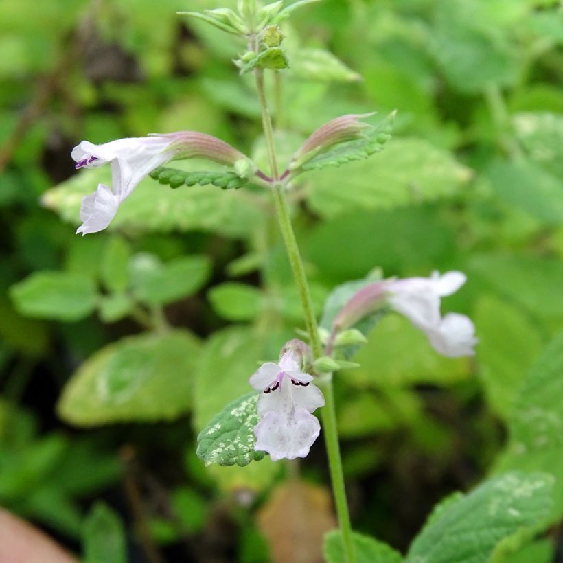 Nepeta grandiflora Dawn to Dusk (Floraison)