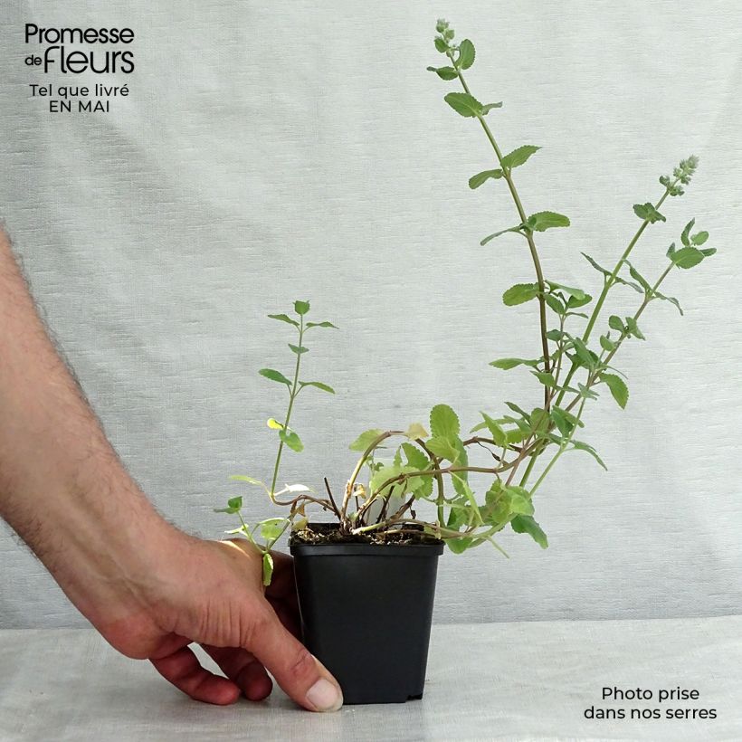 Spécimen de Nepeta grandiflora Summer Magic Godet de 9cm tel que livré au printemps