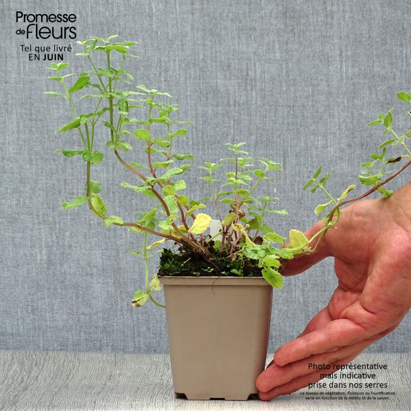 Spécimen de Nepeta grandiflora Summer Magic Godet de 8/9 cm tel que livré en été