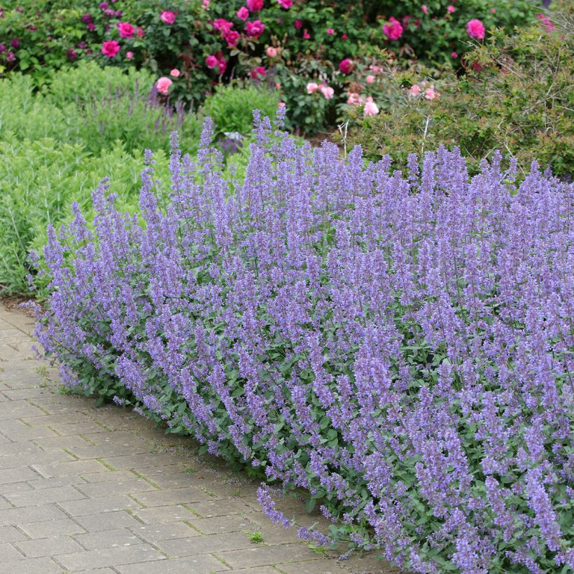 Nepeta grandiflora Summer Magic (Port)