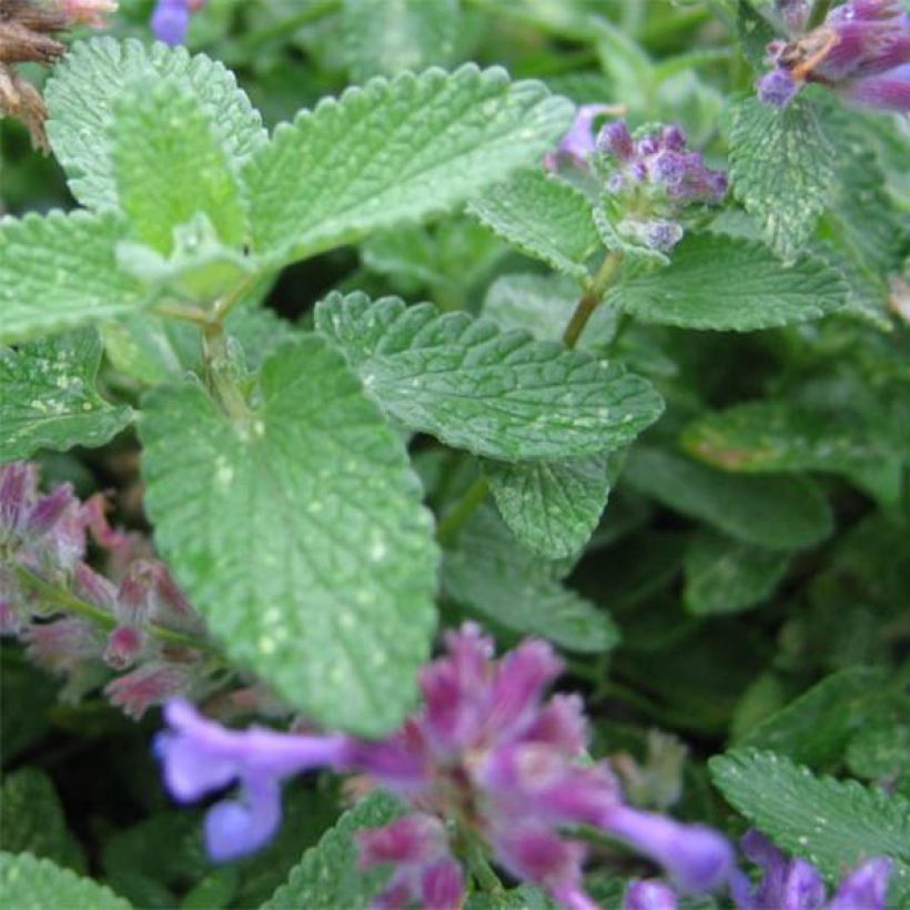 Nepeta grandiflora Wild Cat - Cataire - Herbe aux chats géante