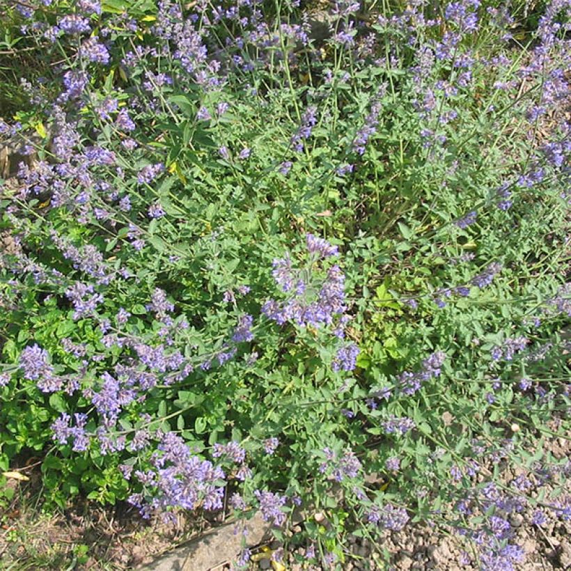 Nepeta grandiflora Wild Cat - chataire (Port)