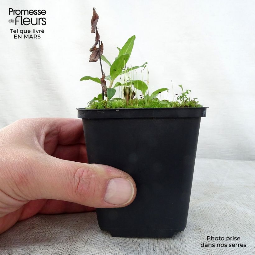 Spécimen de Nepeta grandiflora Wild Cat - chataire Godet de 9cm tel que livré au printemps