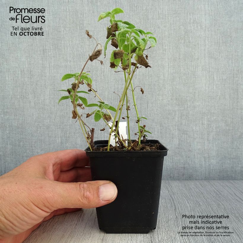 Spécimen de Nepeta grandiflora Wild Cat - chataire tel que livré en automne