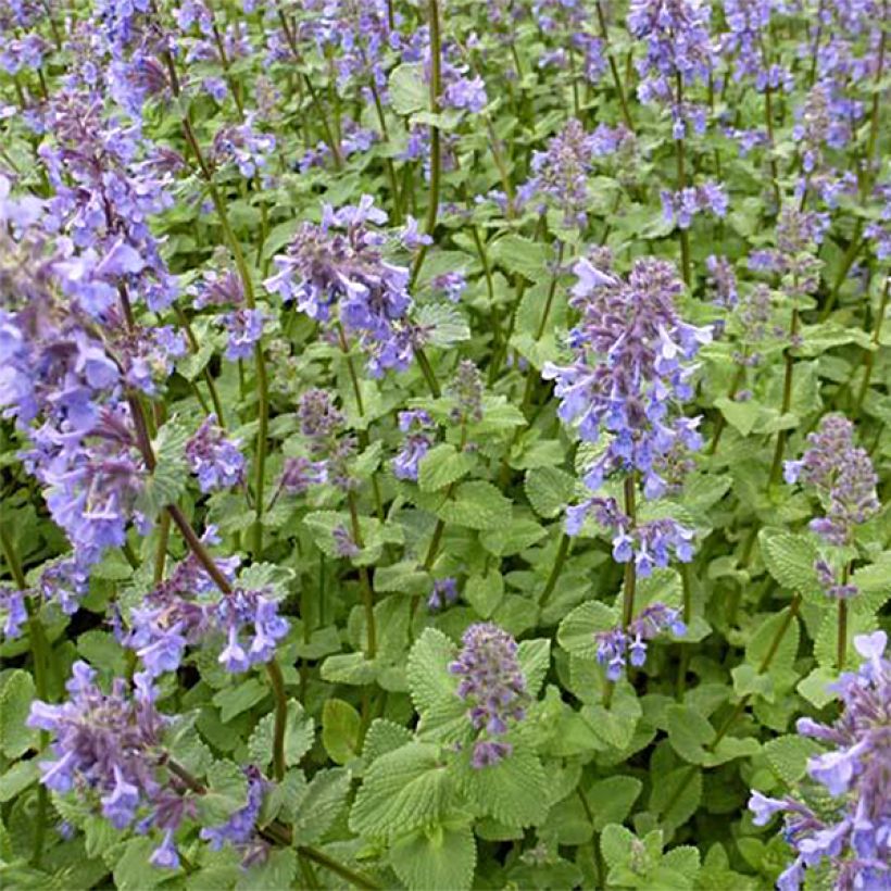 Nepeta grandiflora Zinser's Giant - Herbe à chats géante (Port)