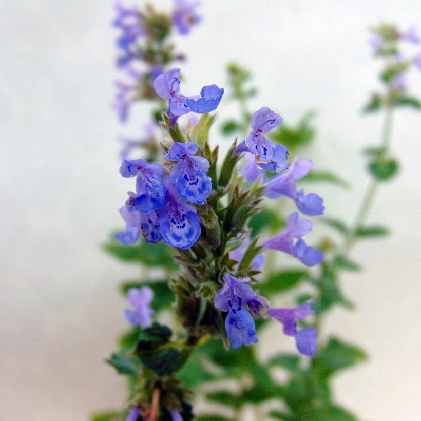 Nepeta grandiflora Zinser's Giant - Herbe à chats géante (Floraison)