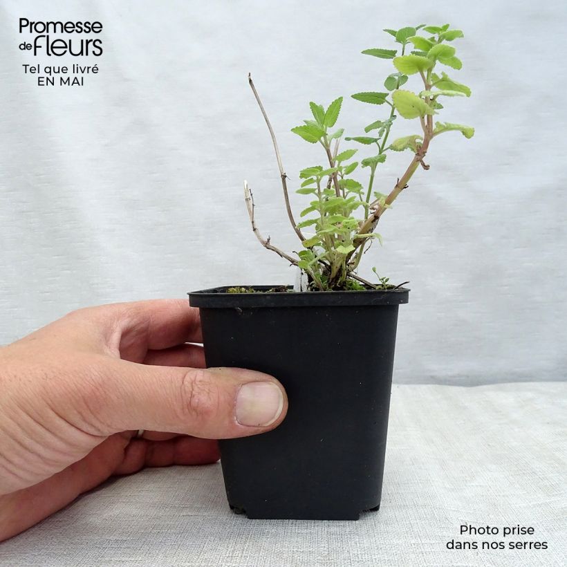 Spécimen de Nepeta grandiflora Zinser's Giant - Herbe à chats géante Godet de 9cm tel que livré au printemps