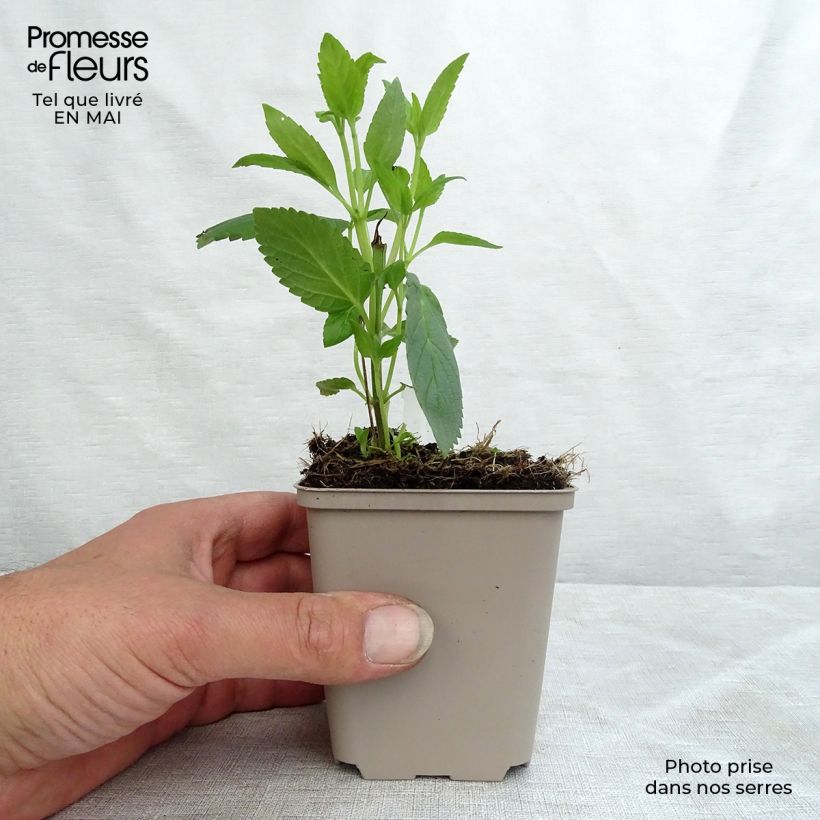 Spécimen de Nepeta kubanica - Chataire Godet de 9cm tel que livré au printemps