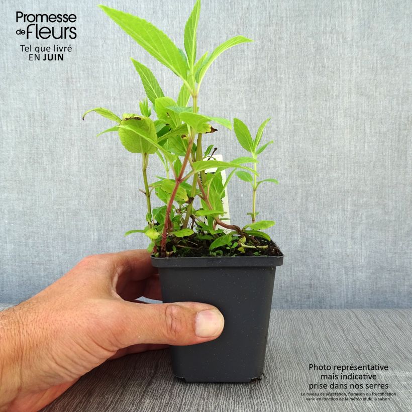 Spécimen de Nepeta kubanica - Chataire Godet de 8/9 cm tel que livré en été