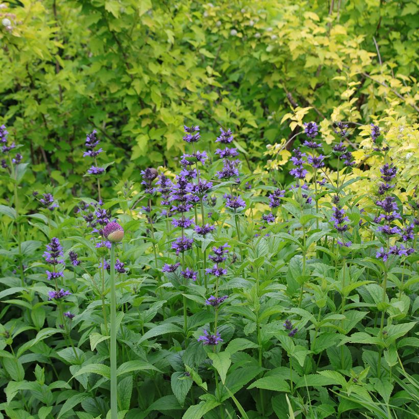 Nepeta kubanica - Chataire (Port)