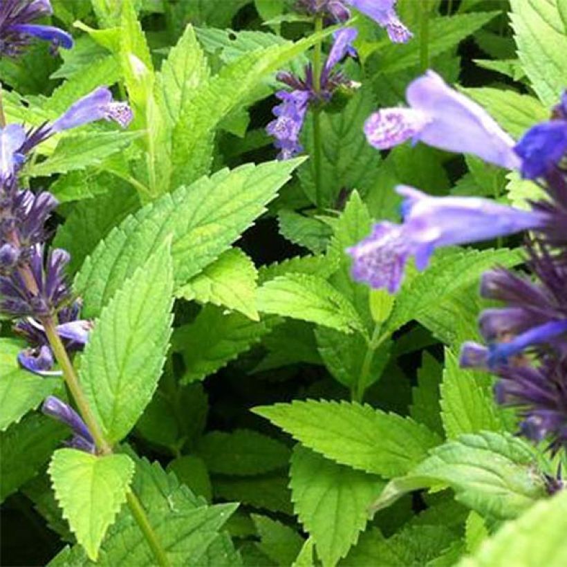 Nepeta manchuriensis Manchu Blue (Feuillage)