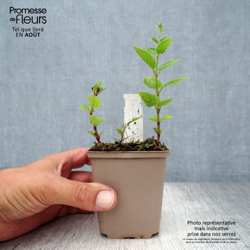 Spécimen de Nepeta manchuriensis Manchu Blue Godet de 8/9 cm tel que livré en été