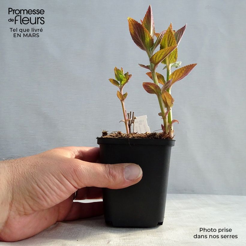 Spécimen de Nepeta manchuriensis Manchu Blue Godet de 9cm tel que livré au printemps