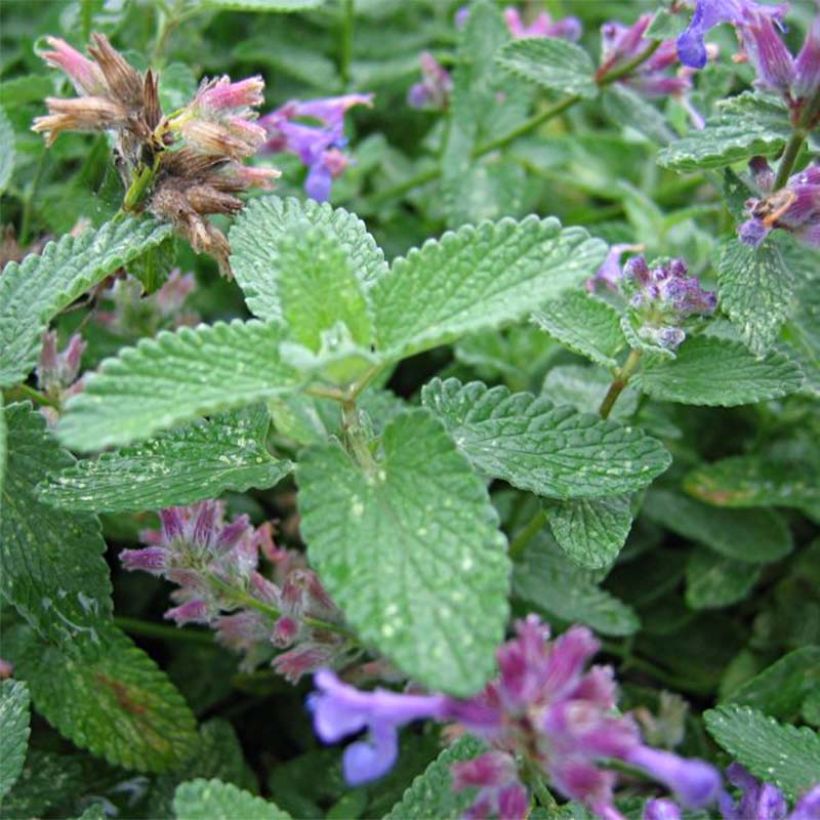 Nepeta mussinii (racemosa) - Chataire (Feuillage)