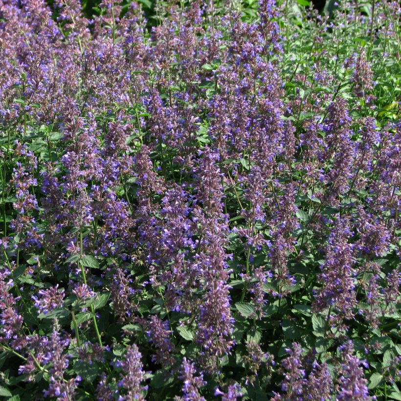 Nepeta mussinii (racemosa) - Chataire (Floraison)