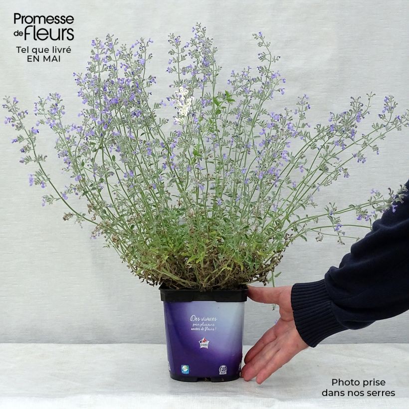 Spécimen de Nepeta mussinii (racemosa) - Chataire en pot de 2/3 litres tel que livré au printemps