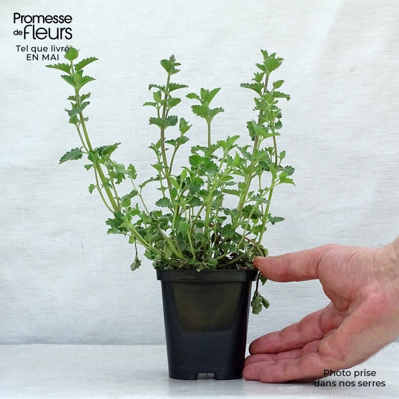 Spécimen de Nepeta mussinii (racemosa) - Chataire en godet de 9 cm tel que livré au printemps