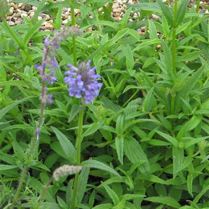 Nepeta nervosa - Chataire nervurée (Feuillage)