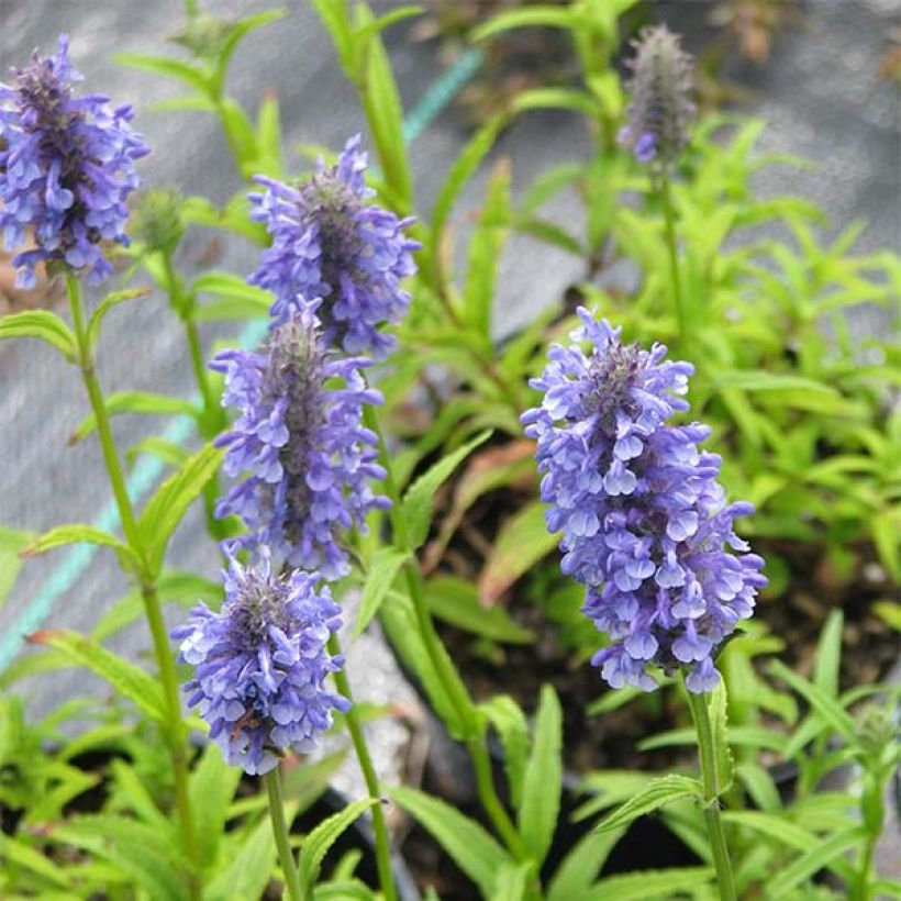 Nepeta nervosa - Chataire nervurée (Floraison)